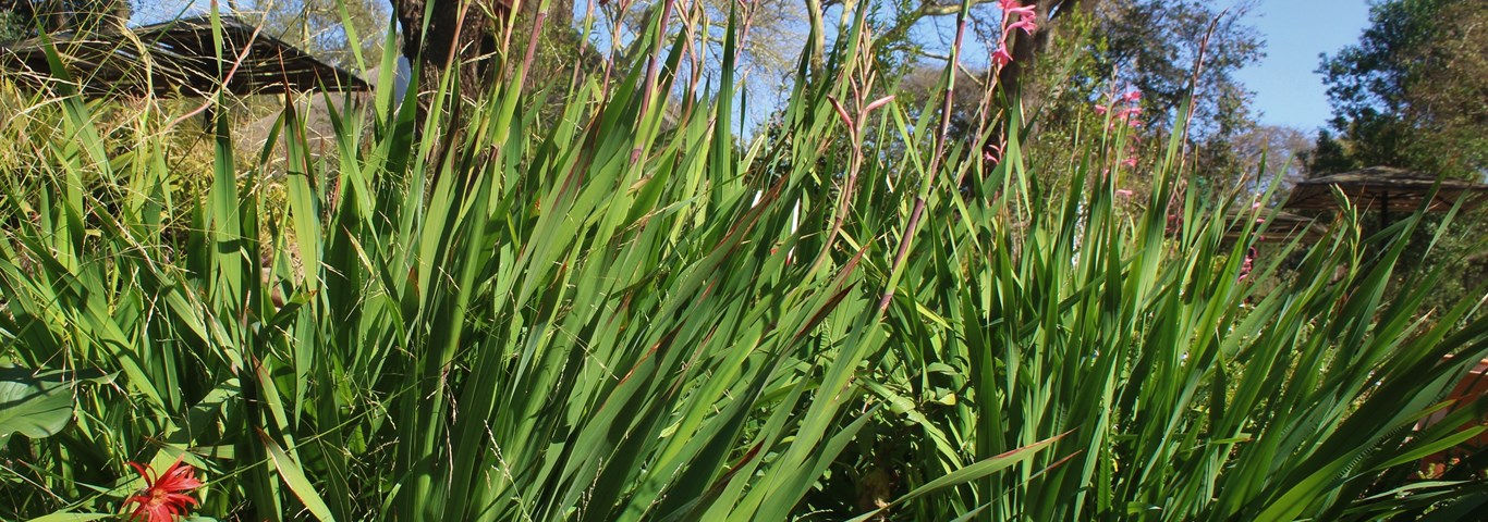 Watsonia borbonica Hybrids